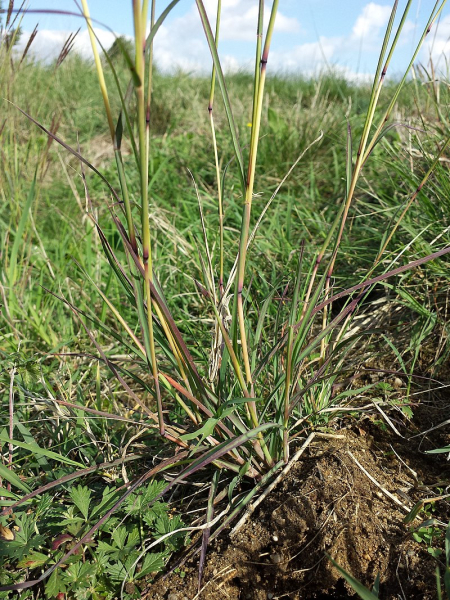 Pflanzenbild gross Finger-Bartgras - Bothriochloa ischaemum