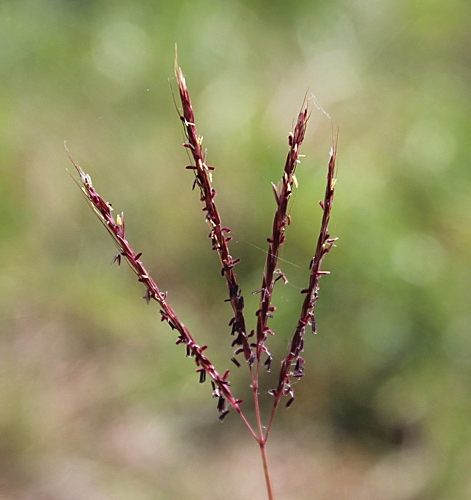Pflanzenbild gross Finger-Bartgras - Bothriochloa ischaemum