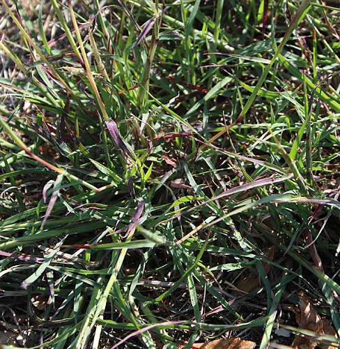 Pflanzenbild gross Finger-Bartgras - Bothriochloa ischaemum