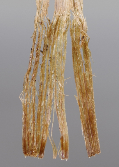 Pflanzenbild gross Ufer-Trespe - Bromus riparius