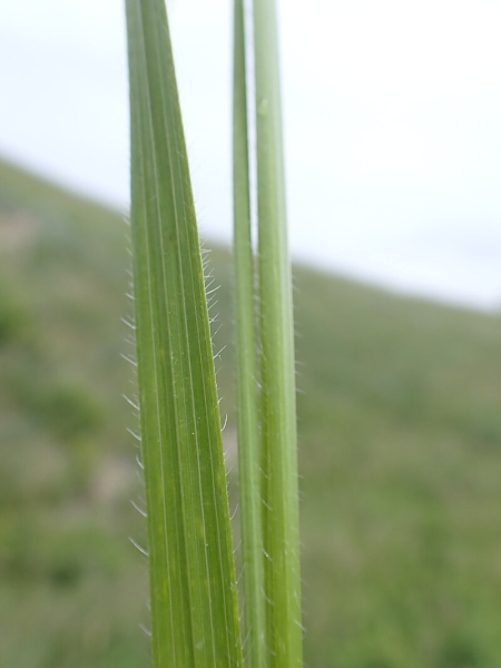 Pflanzenbild gross Ufer-Trespe - Bromus riparius