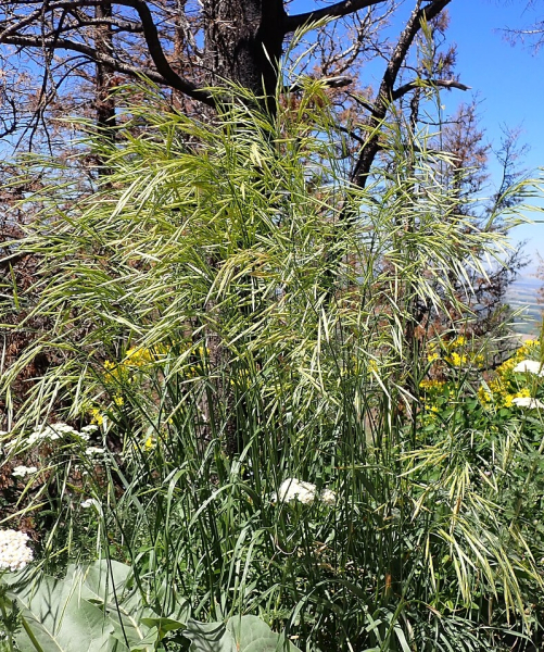Pflanzenbild gross Ufer-Trespe - Bromus riparius