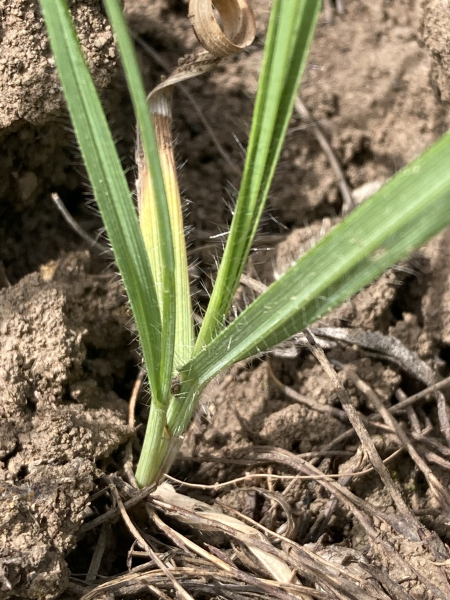 Pflanzenbild gross Ufer-Trespe - Bromus riparius