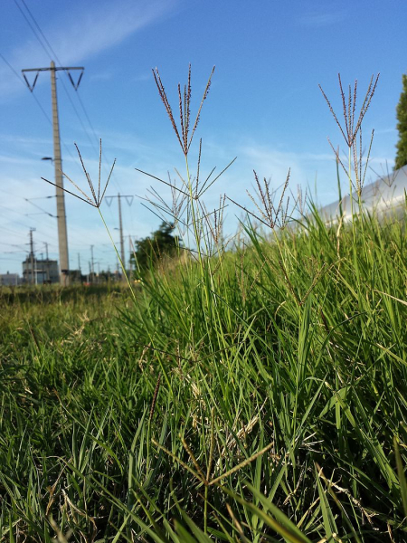 Pflanzenbild gross Hundszahngras - Cynodon dactylon