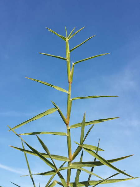 Pflanzenbild gross Hundszahngras - Cynodon dactylon