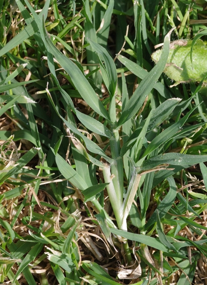 Pflanzenbild gross Hundszahngras - Cynodon dactylon