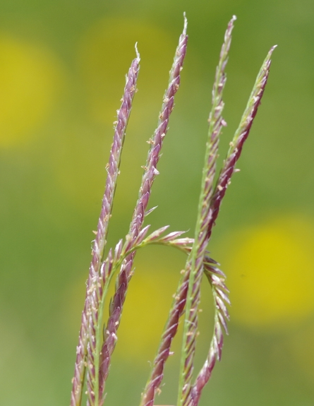 Pflanzenbild gross Hundszahngras - Cynodon dactylon