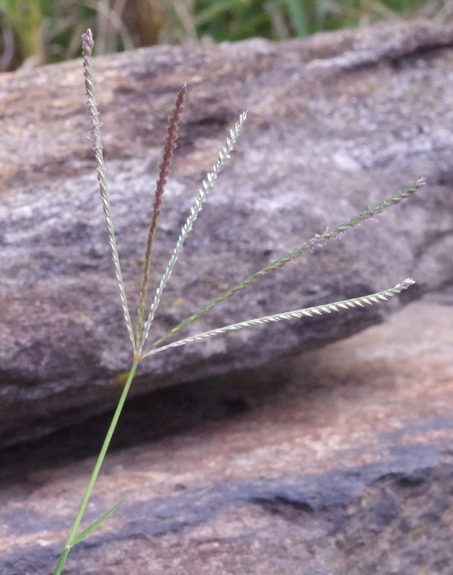 Pflanzenbild gross Hundszahngras - Cynodon dactylon