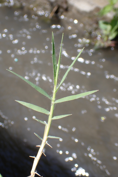 Pflanzenbild gross Hundszahngras - Cynodon dactylon