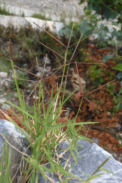 Pflanzenbild gross Hundszahngras - Cynodon dactylon