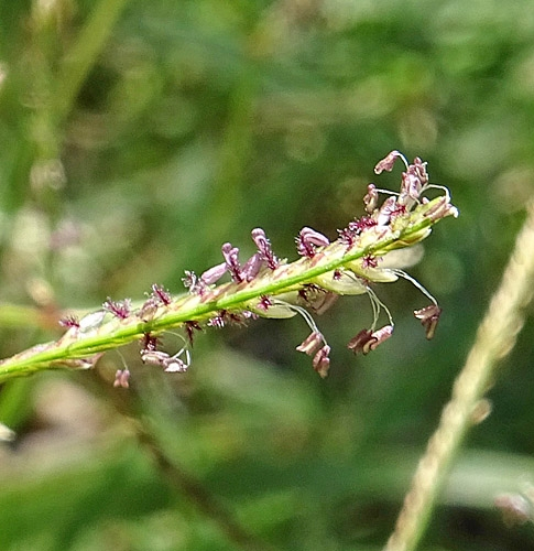 Pflanzenbild gross Hundszahngras - Cynodon dactylon
