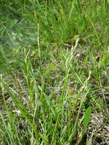 Pflanzenbild gross Dreizahn - Danthonia decumbens