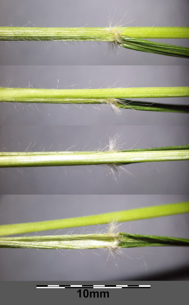 Pflanzenbild gross Dreizahn - Danthonia decumbens