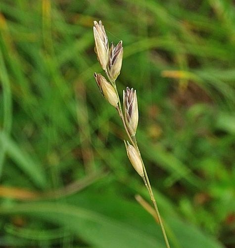 Pflanzenbild gross Dreizahn - Danthonia decumbens