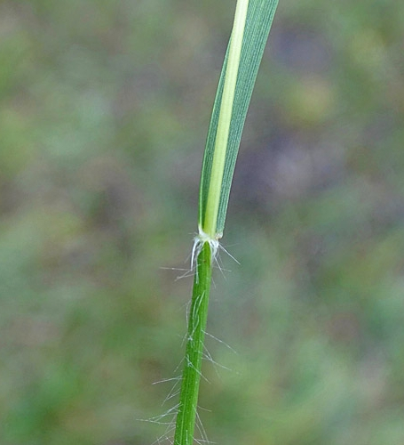 Pflanzenbild gross Dreizahn - Danthonia decumbens