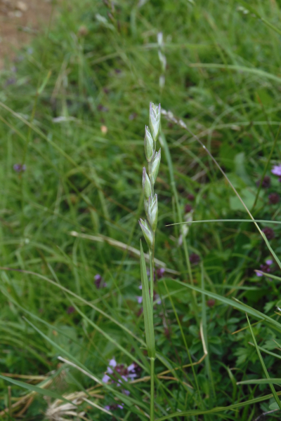 Pflanzenbild gross Dreizahn - Danthonia decumbens