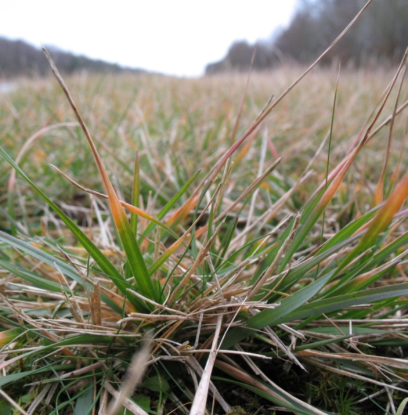 Pflanzenbild gross Dreizahn - Danthonia decumbens