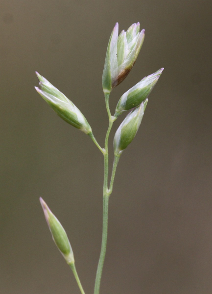 Pflanzenbild gross Dreizahn - Danthonia decumbens