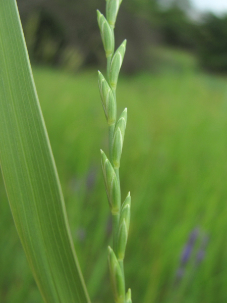 Pflanzenbild gross Blaugrüne Quecke - Elymus hispidus