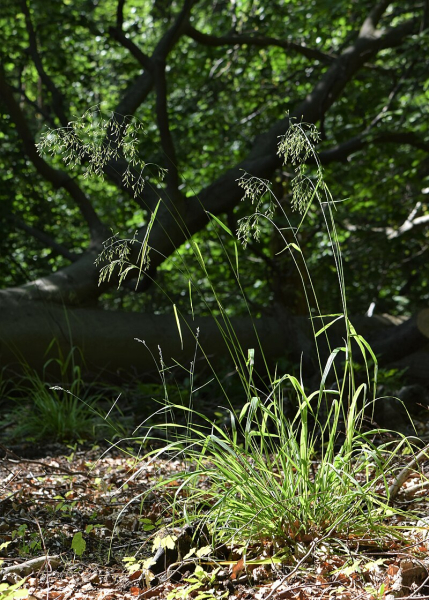Pflanzenbild gross Wald-Schwingel - Festuca altissima