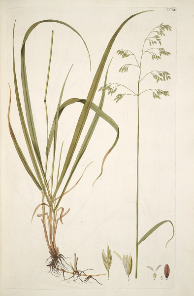 Pflanzenbild gross Wald-Schwingel - Festuca altissima