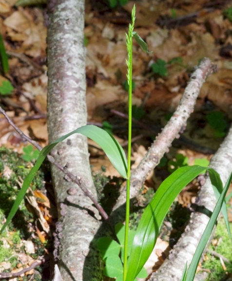 Pflanzenbild gross Wald-Schwingel - Festuca altissima