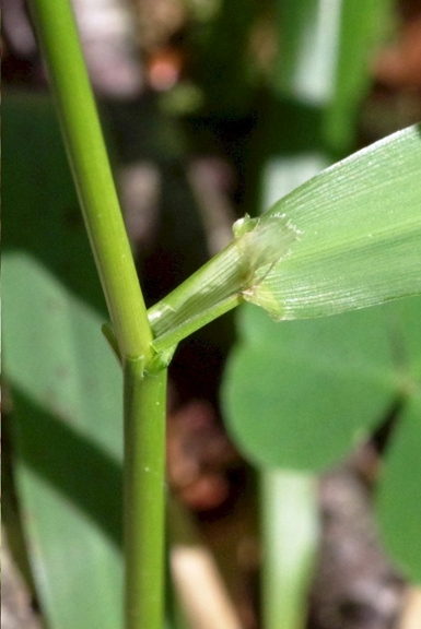 Pflanzenbild gross Wald-Schwingel - Festuca altissima