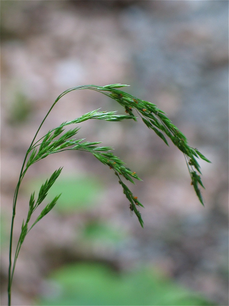 Pflanzenbild gross Wald-Schwingel - Festuca altissima