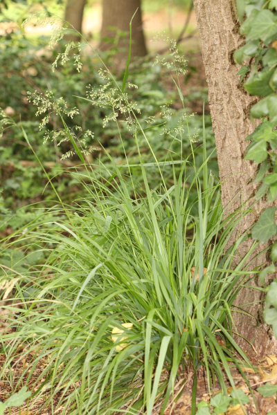 Pflanzenbild gross Wald-Schwingel - Festuca altissima