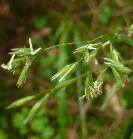 Pflanzenbild gross Wald-Schwingel - Festuca altissima