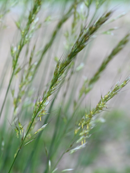 Pflanzenbild gross Echter Wiesenhafer - Helictotrichon pratense aggr.