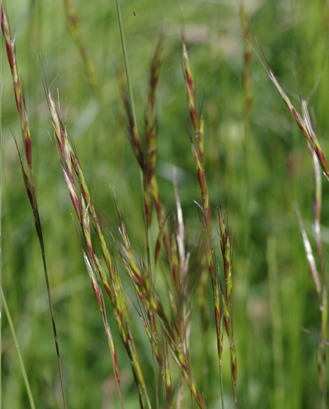 Pflanzenbild gross Echter Wiesenhafer - Helictotrichon pratense aggr.