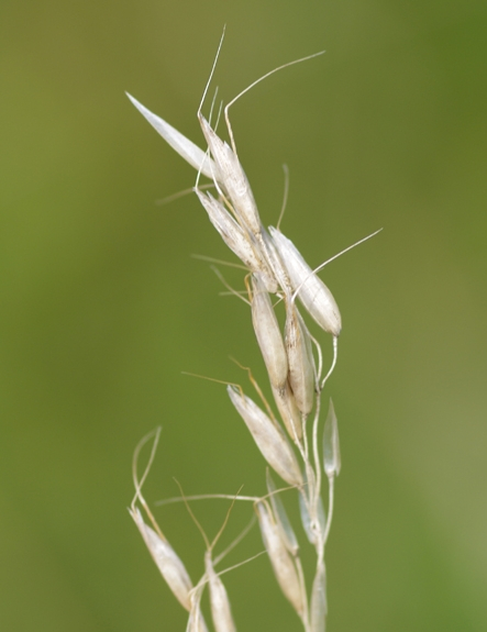 Pflanzenbild gross Echter Wiesenhafer - Helictotrichon pratense aggr.
