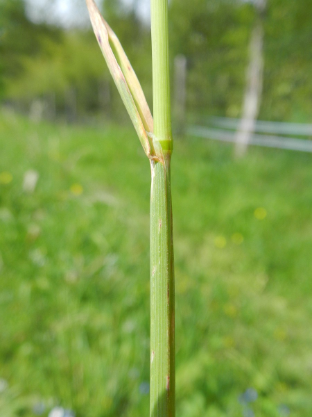 Pflanzenbild gross Echter Wiesenhafer - Helictotrichon pratense aggr.