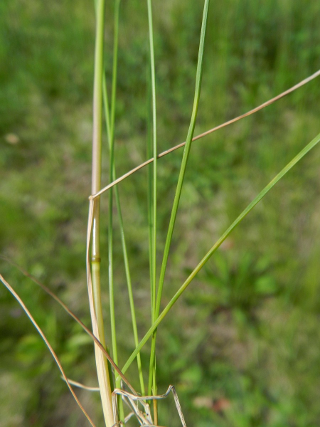 Pflanzenbild gross Schmalblättriges Wiesen-Rispengras - Poa angustifolia