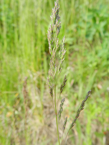 Pflanzenbild gross Schmalblättriges Wiesen-Rispengras - Poa angustifolia