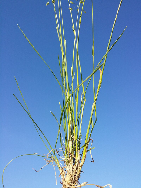 Pflanzenbild gross Schmalblättriges Wiesen-Rispengras - Poa angustifolia