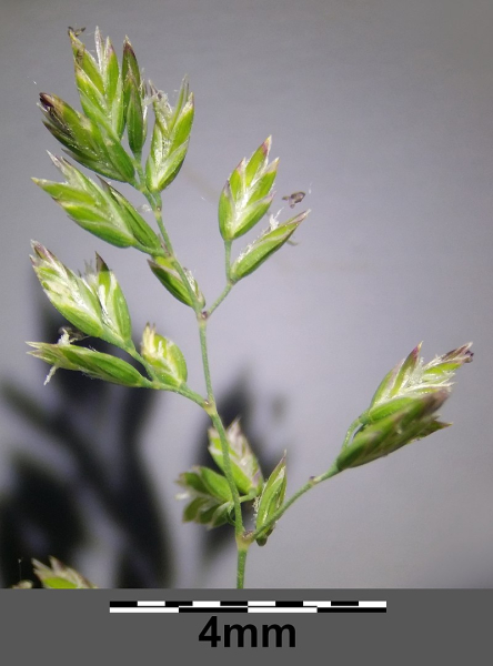 Pflanzenbild gross Schmalblättriges Wiesen-Rispengras - Poa angustifolia