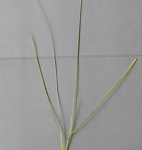 Pflanzenbild gross Schmalblättriges Wiesen-Rispengras - Poa angustifolia