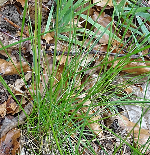 Pflanzenbild gross Schmalblättriges Wiesen-Rispengras - Poa angustifolia