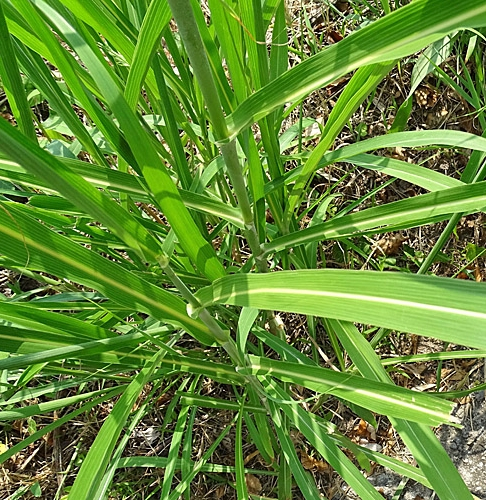Pflanzenbild gross Wilde Mohrenhirse - Sorghum halepense