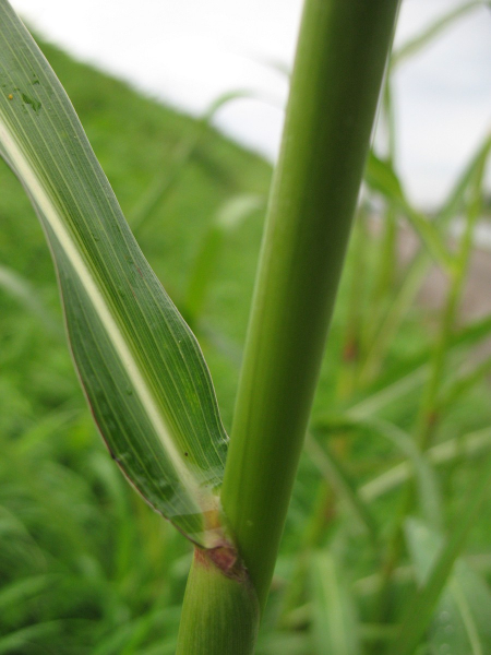 Pflanzenbild gross Wilde Mohrenhirse - Sorghum halepense