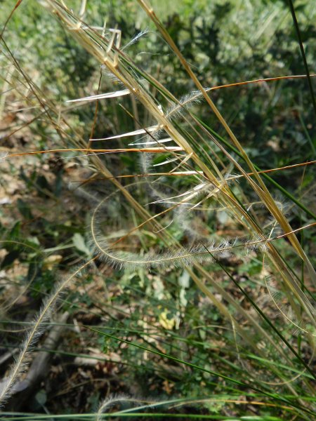 Pflanzenbild gross Pfriemgras - Stipa capillata