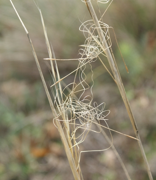 Pflanzenbild gross Pfriemgras - Stipa capillata