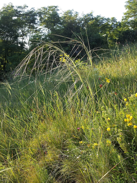 Pflanzenbild gross Pfriemgras - Stipa capillata