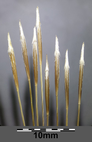 Pflanzenbild gross Pfriemgras - Stipa capillata