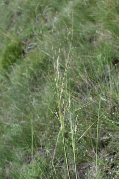 Pflanzenbild gross Pfriemgras - Stipa capillata