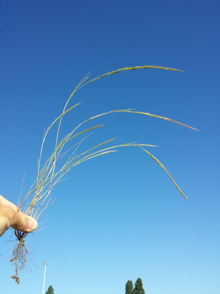 Pflanzenbild gross Mäuse-Federschwingel - Vulpia myuros