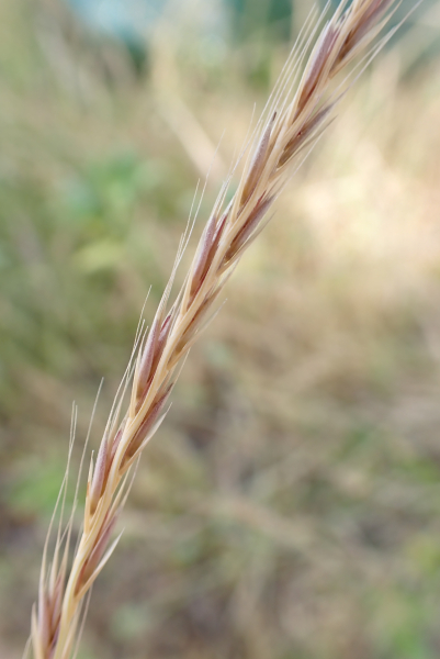 Pflanzenbild gross Mäuse-Federschwingel - Vulpia myuros