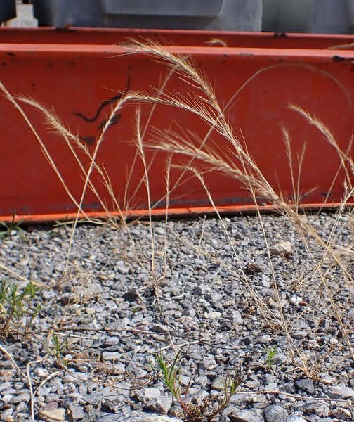 Pflanzenbild gross Mäuse-Federschwingel - Vulpia myuros